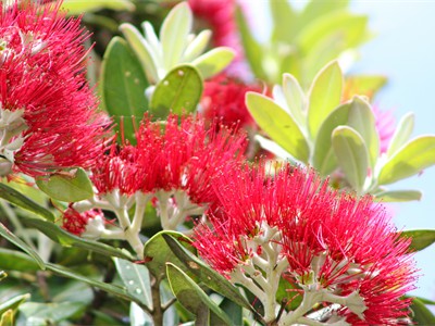 Pohutukawa in Flower