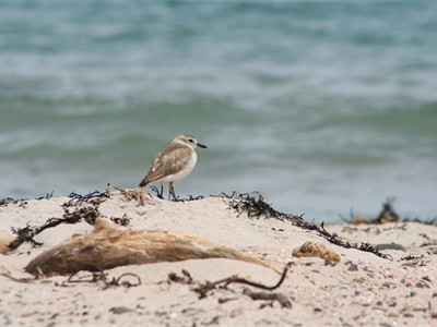 Dotterel